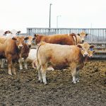 Cattle feeder operations are among the many sectors that are expected to be affected by a looming “hard market” for insurance, which occurs when capacity for many types of insurance declines, coverage terms are restricted and premiums increase. | Reuters/ Todd Korol photo