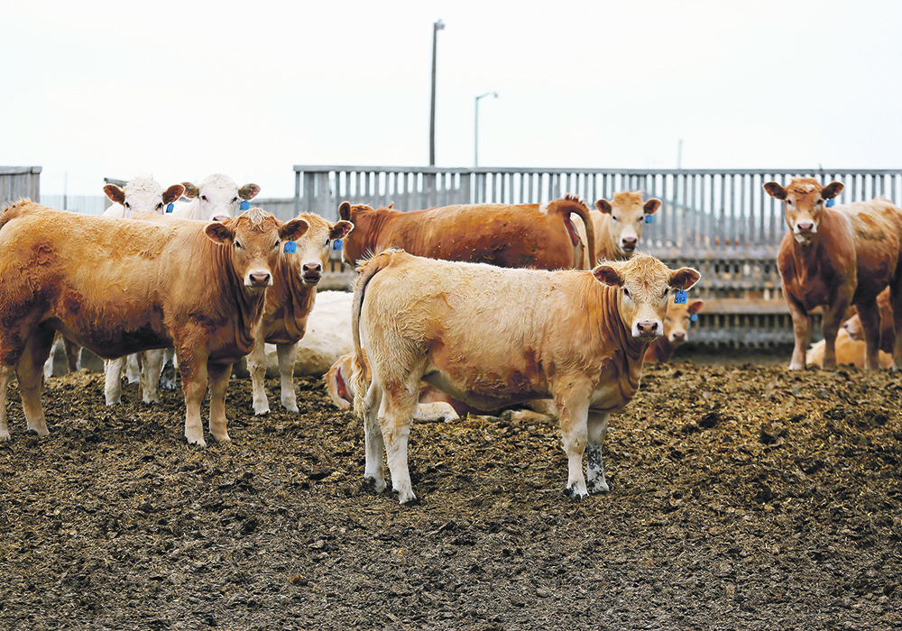 Cattle feeder operations are among the many sectors that are expected to be affected by a looming “hard market” for insurance, which occurs when capacity for many types of insurance declines, coverage terms are restricted and premiums increase.  |  Reuters/ Todd Korol photo