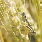 Agriculture ministers from both Alberta and Saskatchewan asked the PMRA to enact emergency reinstatement for the active ingredient in Matador and Silencer. In western Canadian agri- culture, the pesticide is used to control flea beetles and grasshoppers. | File photo