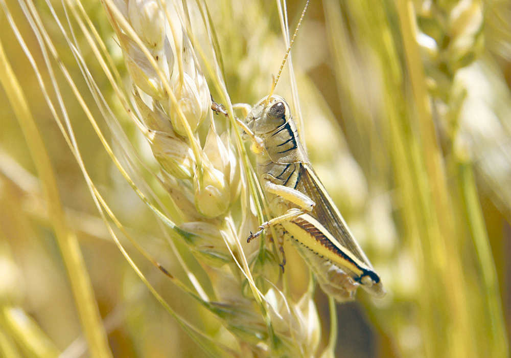 Agriculture ministers from both Alberta and Saskatchewan asked the PMRA to enact emergency reinstatement for the active ingredient in Matador and Silencer. In western Canadian agri- culture, the pesticide is used to control flea beetles and grasshoppers. | File photo