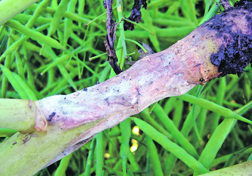 Researchers are using RNA interference technology to more effectively control crop diseases, like sclerotinia. | File photo