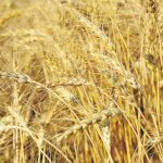 U.S. plantings of the three major crops are expected to increase three percent to 228 million acres, the highest level in nine years. Wheat will lead the way with a 3.8 million acre increase to 49.5 million acres. | File photo