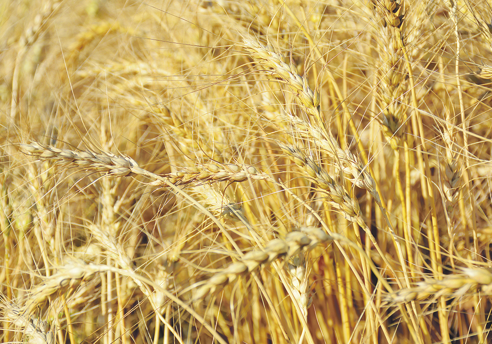 U.S. plantings of the three major crops are expected to increase three percent to 228 million acres, the highest level in nine years. Wheat will lead the way with a 3.8 million acre increase to 49.5 million acres.  |  File photo