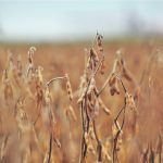 The soybean sector says the U.S. Environmental Protection Agency ruling has put the crushing industry on pause with a lot of proposed projects pulling back until they see the EPA’s final rule. | File photo