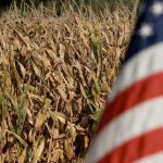 Corn planting in the U.S. is expected to rise because the soybean-corn futures price ratio currently sits at about 2.32-to-one, a lower level than at the same time in the previous five years. The ratio has to climb to 2.4-to-one or higher to encourage soybean planting. | File photo
