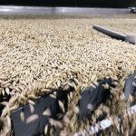 Oat acreage and quality will suffer if the crop looks less attractive than other options such as canola and wheat because of a flawed pricing system. | File photo