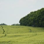The author wonders if producers know that the largest farmland owner in the country is not even a farmer. | Michael Robin photo