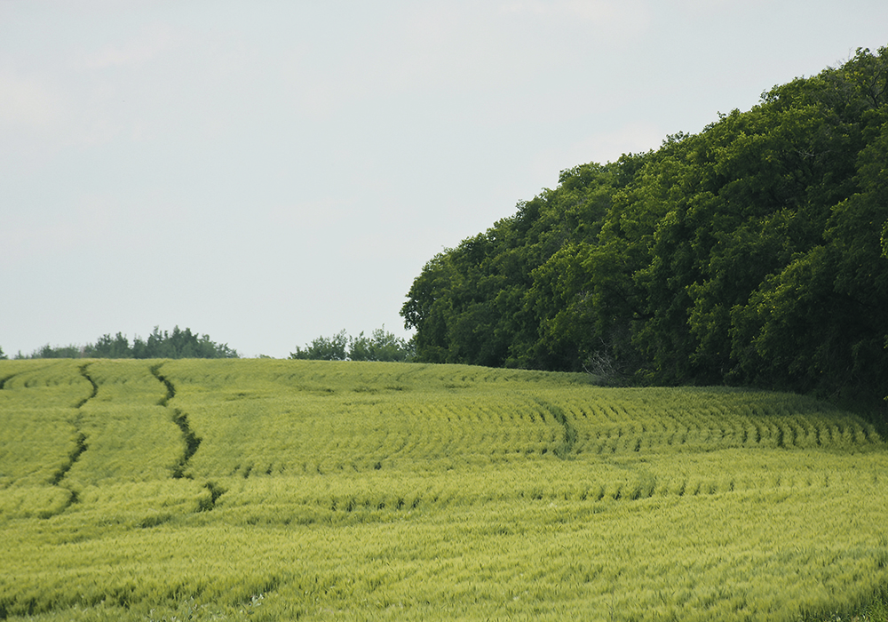 The author wonders if producers know that the largest farmland owner in the country is not even a farmer.  |  Michael Robin photo