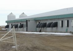 According to a Manitoba Pork Council producer survey, most producers need to do either a “major retrofit” or a “rebuild” of their facilities in the next 10 years. | File photo