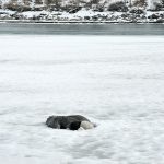 A dead Canada goose sits entombed in ice along the South Saskatchewan River, one of dozens of water fowl believed to have been infected with avian influenza across southern Alberta. | Alex McCuaig photo