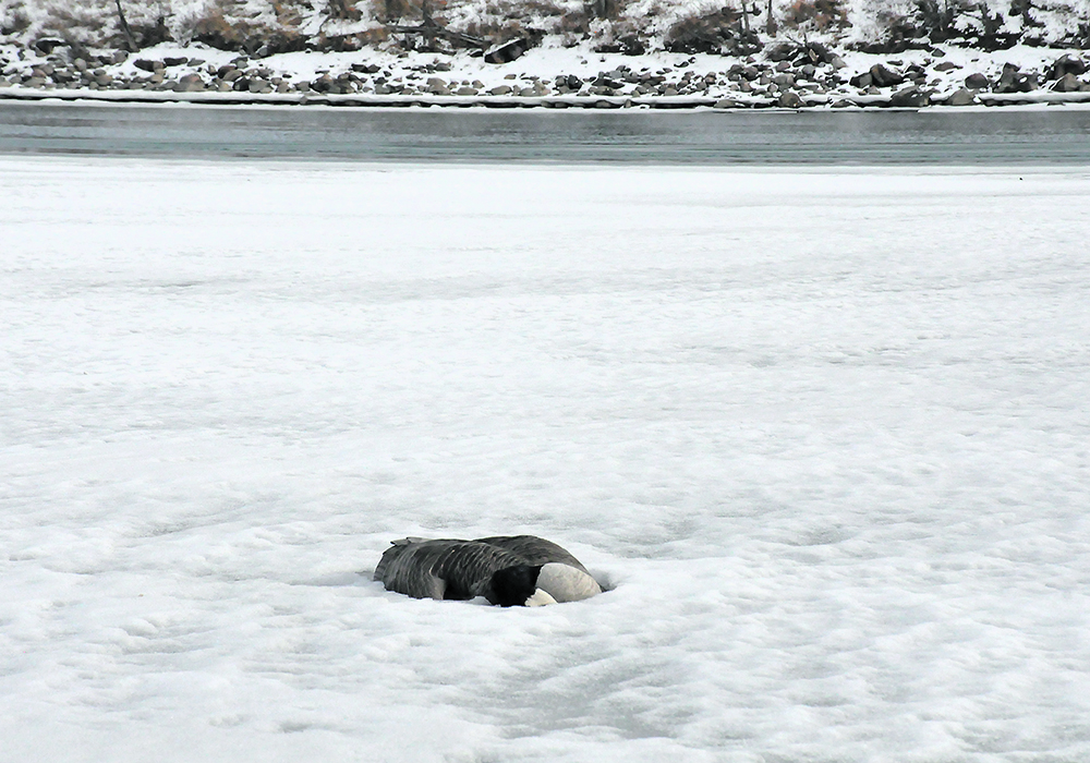 A dead Canada goose sits entombed in ice along the South Saskatchewan River, one of dozens of water fowl believed to have been infected with avian influenza across southern Alberta.  |  Alex McCuaig photo