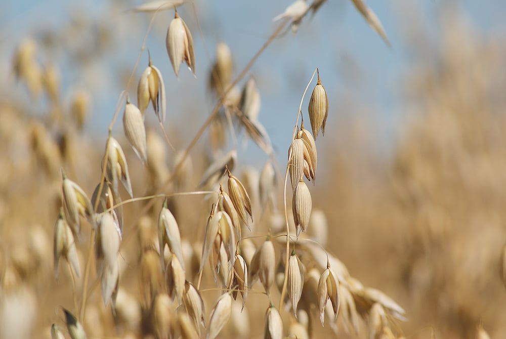 The numbers at this point are estimates, but it’s possible that the affected producers could lose $4 to 5 per bushel in the value of their oats, now that the production contract is voided. Purely Canada Foods, a division of Above Food, sent a letter to the affected producers March 1. | File photo