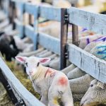A lamb goes into a trough to look for feed. | Mike Sturk photo