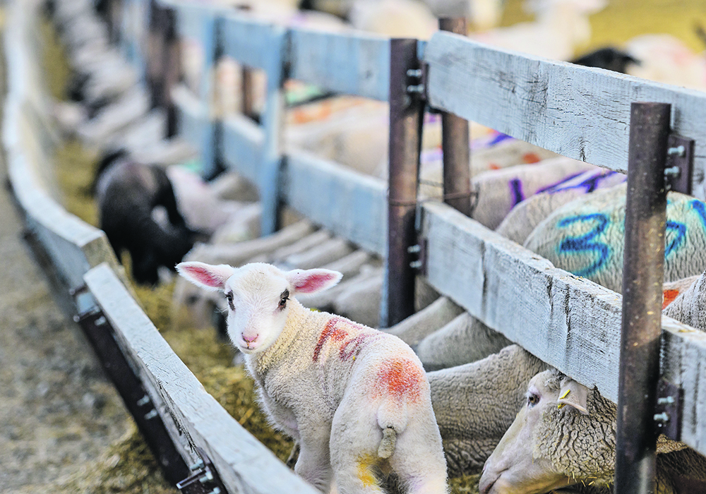 A lamb goes into a trough to look for feed. | Mike Sturk photo