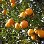 Limonoids give citrus fruits their bitter taste and are also the active components in crop protection that doesn’t hurt bees. | Getty Images