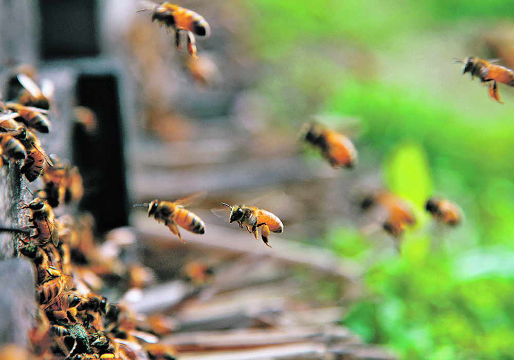 An overall decline in honeybee lifespan that doesn’t appear to be the result of environmental stresses may indicate that genetics could be playing a role.  |  File photo
