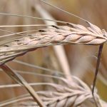 Barley must be below 30 percent moisture before a pre-harvest application of glyphosate is applied. The moisture content of barley is typically assessed by a thumbnail test, where if a fingernail depression stays in the seed, it is not mature enough to be sprayed. A recent study found a wide variability of moisture content in malt barley seed that passed the thumbnail test, which has researchers questioning the test’s reliability. | File photo