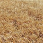 The Canadian malt barley industry is conducting a high number of DNA PCR tests this winter to clean out contamination in the seed stock that surfaced over the past few years. | File photo