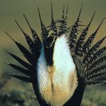 The Alberta Wilderness Association is particularly concerned by reports of helium exploration in the remaining sage grouse range. | File photo