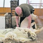 Shawn Fajnor shears a sheep. | Hailey Rast photo
