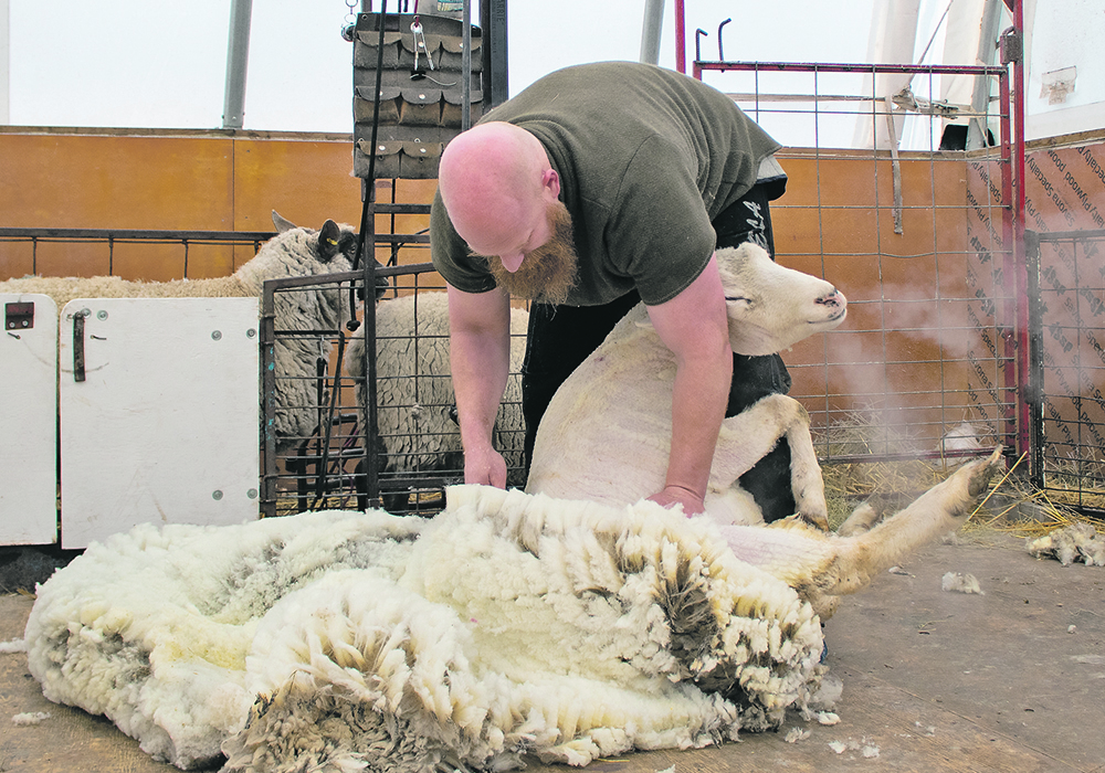 Shawn Fajnor shears a sheep. | Hailey Rast photo
