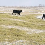 A purchased animal that has had infectious bovine rhinotracheitis in the past can start shedding the virus again, infecting animals that aren’t vaccinated. | William DeKay photo