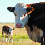 Researchers have found that weaning can often be harder on the cows than the calves. | File photo