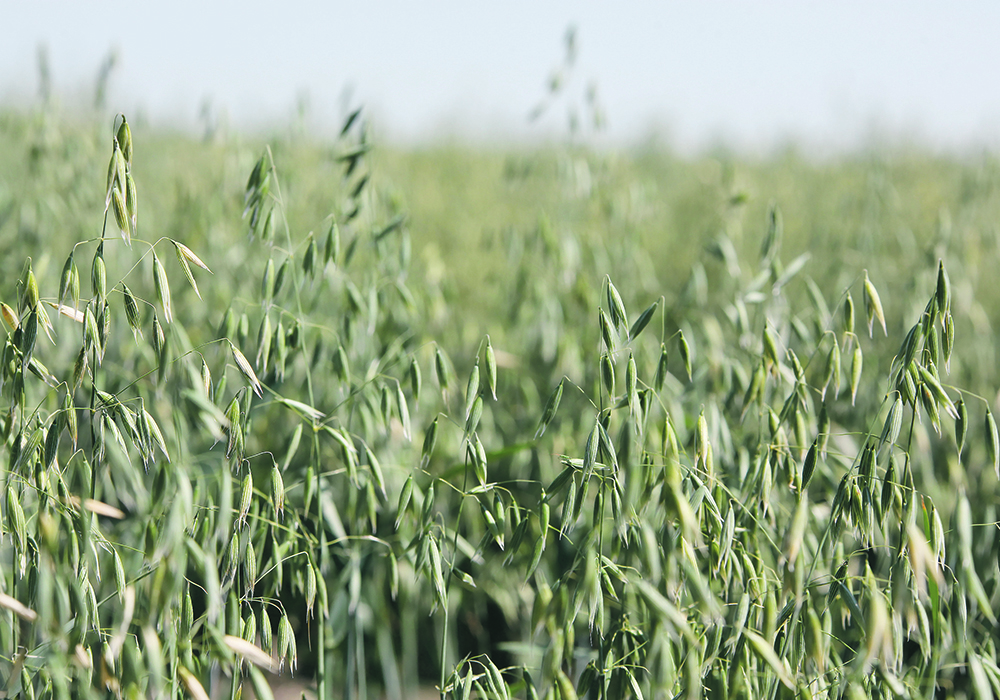 Purely Canada Foods tells producers it is dissolving its oat contract with them because the processor it was working with was unable to take the crop.  |  File photo