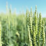 The approval request was made by Tropical Melhoramento e Genetica, a partner in Brazil of Argentina’s Bioceres, which developed the GM wheat. | File photo