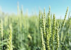 The approval request was made by Tropical Melhoramento e Genetica, a partner in Brazil of Argentina’s Bioceres, which developed the GM wheat. | File photo