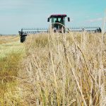 Canada’s total barley exports in January were well off the 344,500 tonnes moved the previous month and the smallest monthly total since 69,100 tonnes moved in August 2022. | File photo
