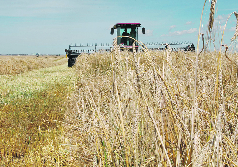 Canada’s total barley exports in January were well off the 344,500 tonnes moved the previous month and the smallest monthly total since 69,100 tonnes moved in August 2022.  |  File photo