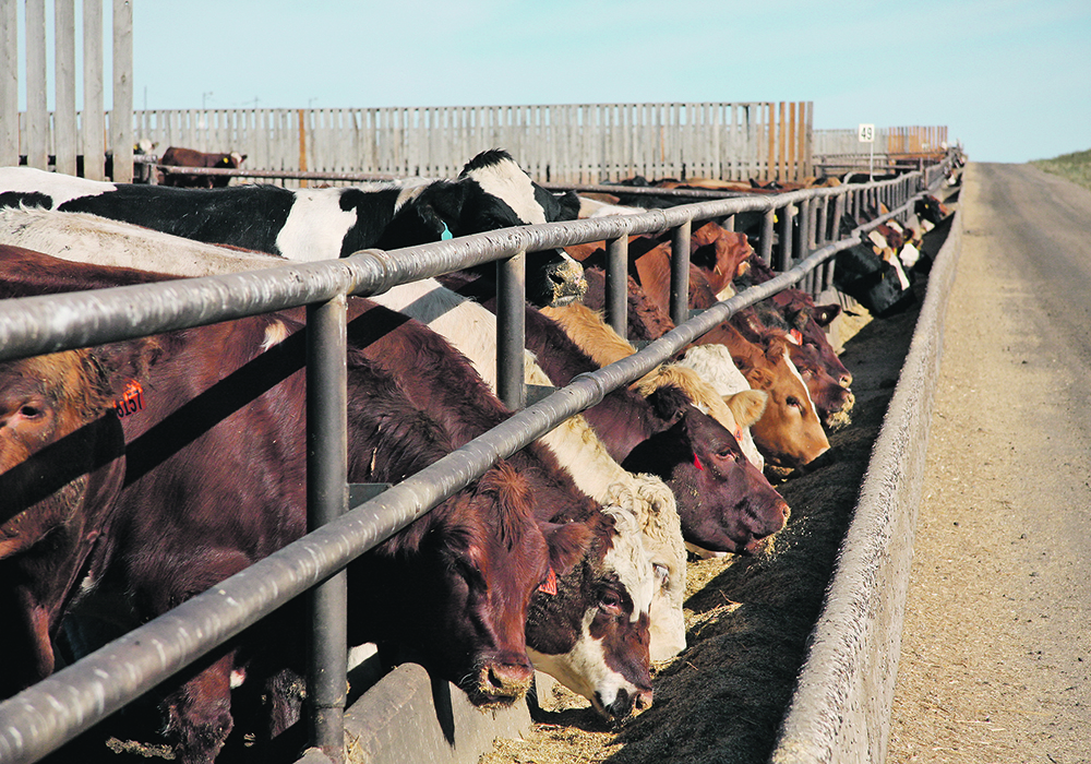 The author says more urgency is required when approving applications for new agricultural products, such as a feed additive that reduces cattle’s methane emissions, not only for the climate but also for regulatory competitiveness.  |  File photo