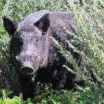 Wild pigs destroy crops and property and pose a disease threat to the domestic hog industry. | University of Saskatchewan photo