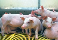 Using VIDO’s new facilities and new approaches, it might be possible to turn the PED vaccine into a barn-level reality. | File photo
