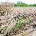 "I think it makes sense for cover crops to become a bigger part of what is agricultural standard practice," said researcher Brenda Frick. | File photo