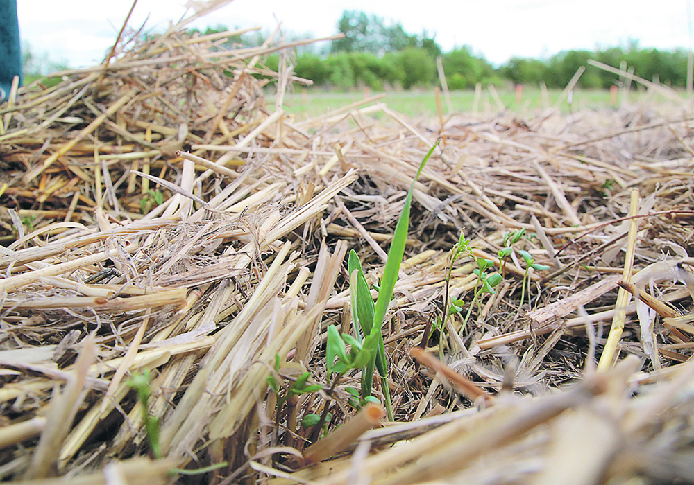 "I think it makes sense for cover crops to become a bigger part of what is agricultural standard practice," said researcher Brenda Frick. | File photo