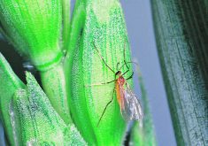 Controlling orange blossom wheat midge could soon become harder.  |  File Photo