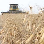 After milling, Equinom varieties have achieved 70 percent protein in the lab, compared to 55 percent in typical commercial concentrates. | File photo