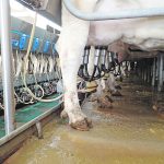 The most common form of the Prototheca infection occurs on dairy farms, where the algae can spread between cows, including through contaminated milking equipment. | File photo
