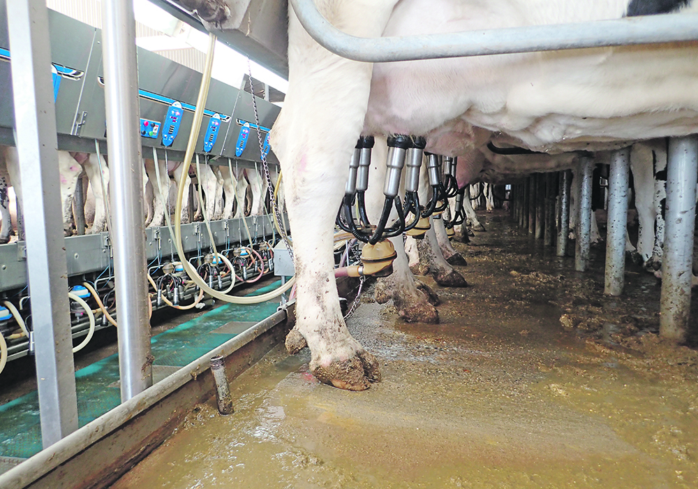 The most common form of the Prototheca infection occurs on dairy farms, where the algae can spread between cows, including through contaminated milking equipment.  |  File photo