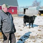 Bill Campbell, who farms near Minto, Man., was in the cattle business for nearly 60 years until he sold off his herd last fall, and he’s not alone. Many in the industry worry about what the future holds for the cow-calf sector. | Robert Arnason photo