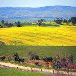Canola grows near a dirt road on the outskirts of the Australian town of Mallala, north of Adelaide, in this file photo from 2018. Australian farmers are expected to harvest 8.3 million tonnes of canola this year and might export 6.5 million tonnes, up from the two to three million tonnes it usually ships overseas. | Reuters/ David Gray photo