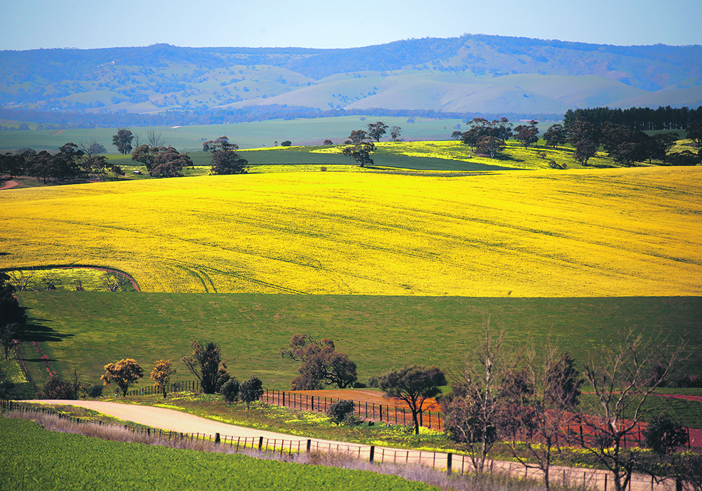 Canola grows near a dirt road on the outskirts of the Australian town of Mallala, north of Adelaide, in this file photo from 2018. Australian farmers are expected to harvest 8.3 million tonnes of canola this year and might export 6.5 million tonnes, up from the two to three million tonnes it usually ships overseas.  |  Reuters/ David Gray photo