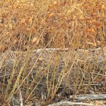 Indian farmers are expected to produce 1.6 million tonnes of lentils this winter, up from last year’s crop of 1.3 million tonnes. | File photo