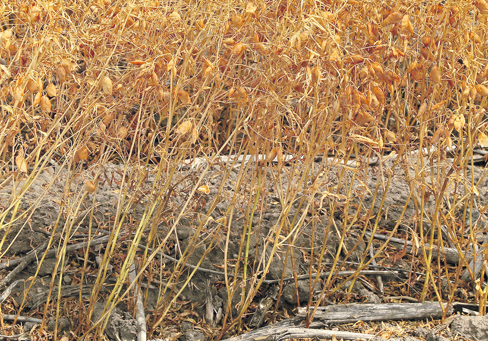 Indian farmers are expected to produce 1.6 million tonnes of lentils this winter, up from last year’s crop of 1.3 million tonnes.  |  File photo