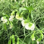 Boosting the presence of pulses on the Prairies seems like a no-brainer, but it would be expensive. | File photo