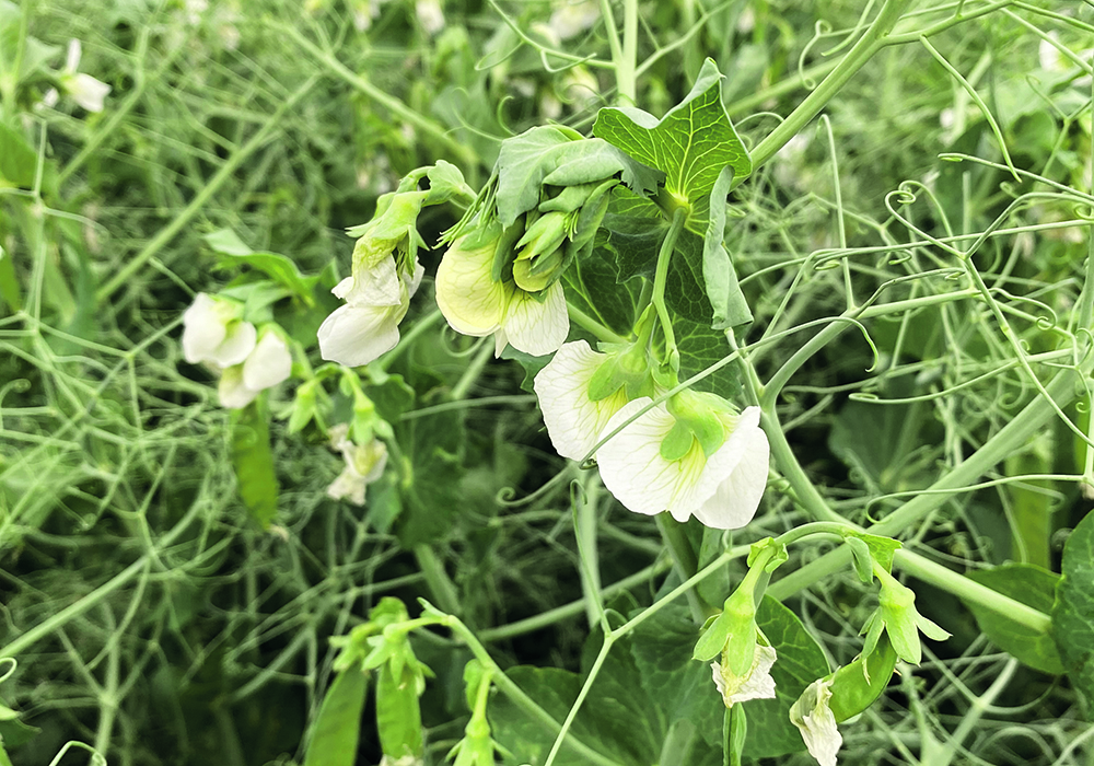 Boosting the presence of pulses on the Prairies seems like a no-brainer, but it would be expensive.  |  File photo