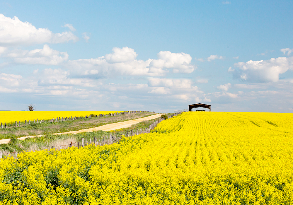 The USDA raised its forecast for European rapeseed imports during the 2022-23 marketing year by 550,000 tonnes, to 6.525 million tonnes, in its latest Oilseeds report released March 8, citing "increased exports from Ukraine and Australia." | Getty Images