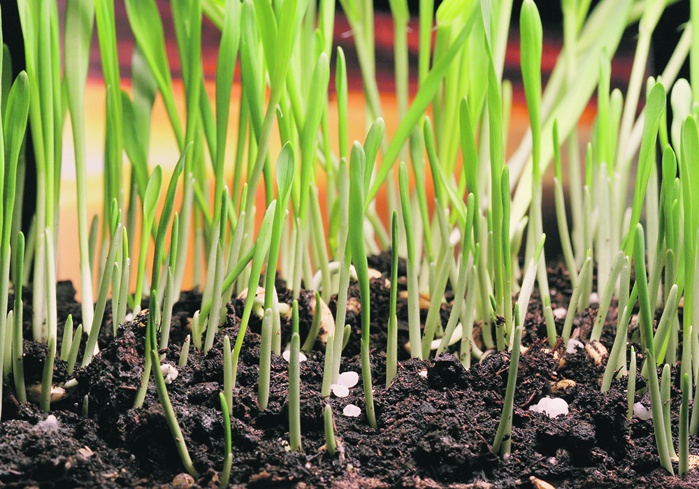 An innovative farming expert at Olds College says implementing a fully 4R fertilizer system, especially if that requires verification by professionals, will demand the creation of verification systems and the creation of agronomists that don’t yet exist.  |  File photo